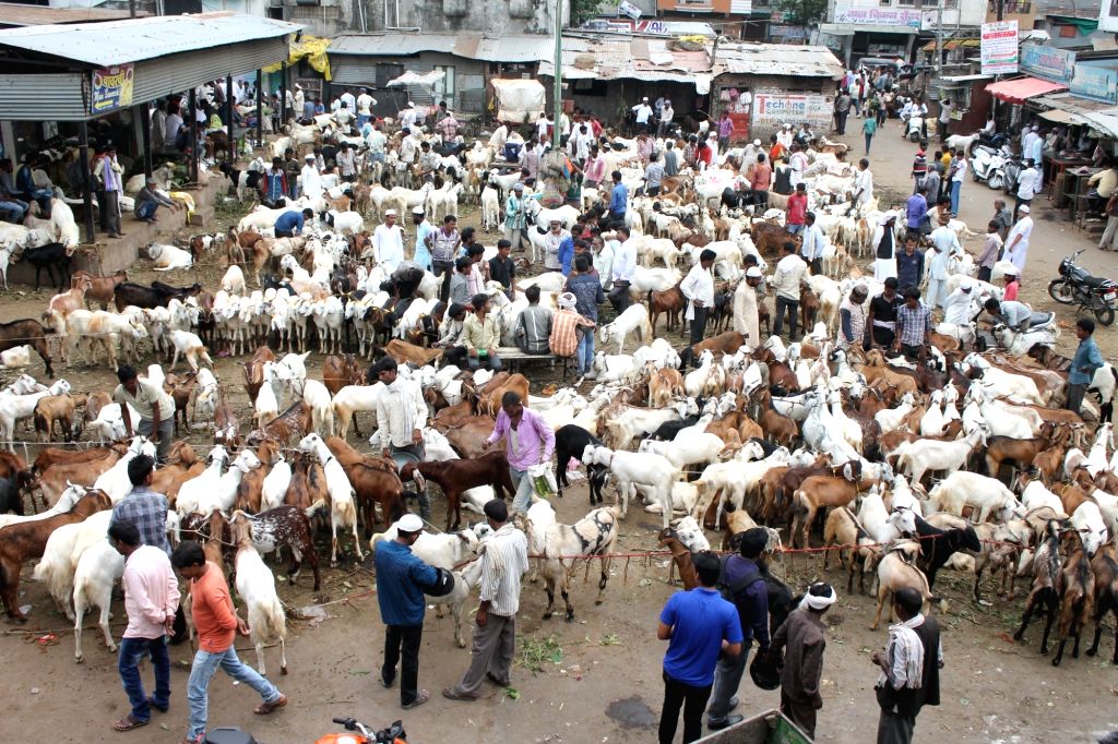 "Eid Al Adha Preparations: 'Bakra Mandi' Set to Open in Karachi's Taiser Town from May 10th"