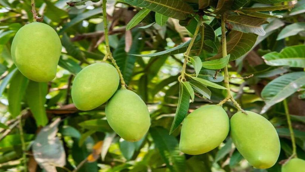 Get Ready ! King of Fruits 'Mango' has arrived