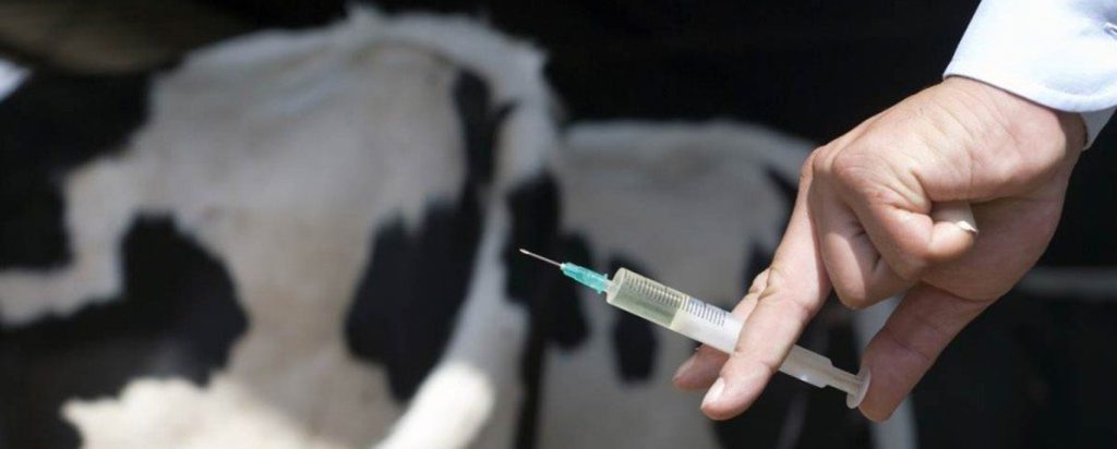 4,700 Cow Hormone Injections Seized in Gadap