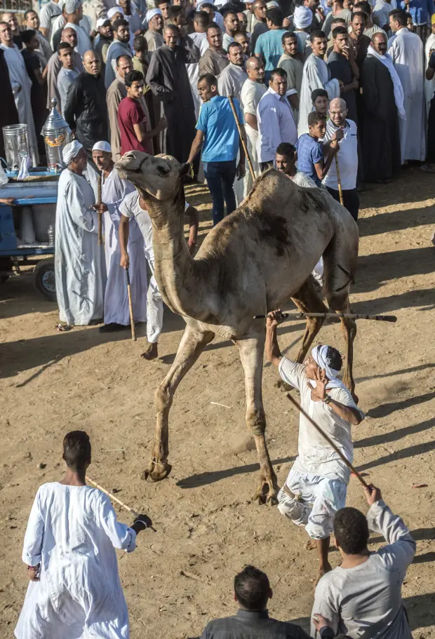 Eid ul Azha Around the World 11 Eid ul Azha Around the World