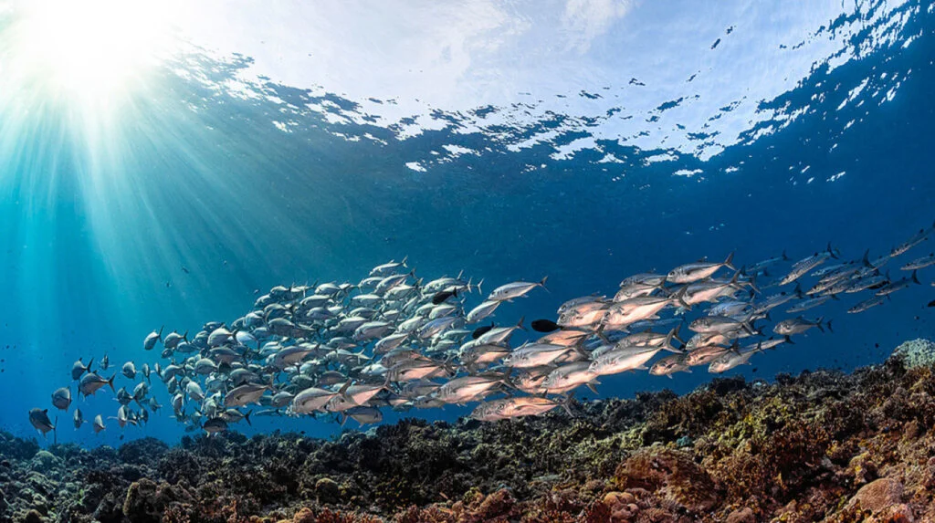 "World Oceans Day 2024 - Top Ten Oceans Facts