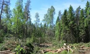 World Environment Day - Dealing Environmental Issues in Pakistan 2 World Environment Day - Dealing Environmental Issues in Pakistan