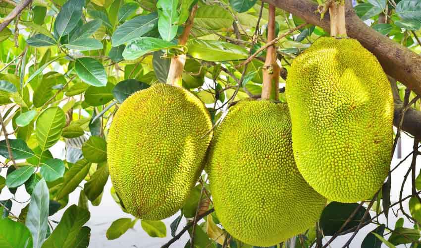 Jackfruit Cultivation Revolutionizes Agriculture in Sindh