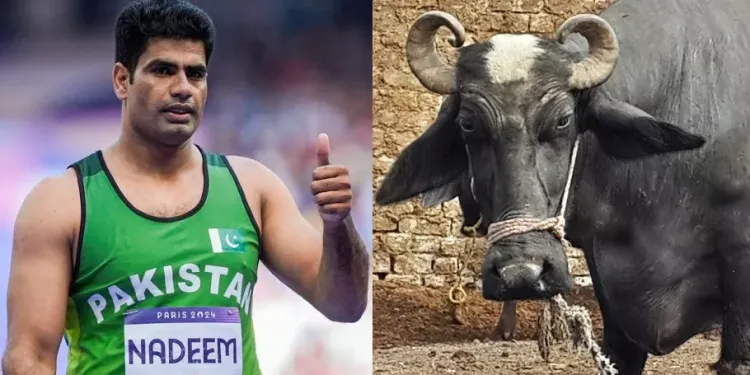 Arshad Nadeem Rewarded Buffalo from Father-in-Law