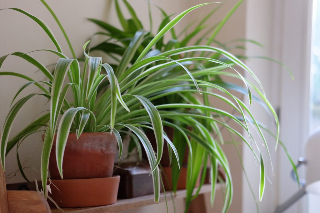 Hi Karachiites ... !!!These 7 plants at your home can change your environment