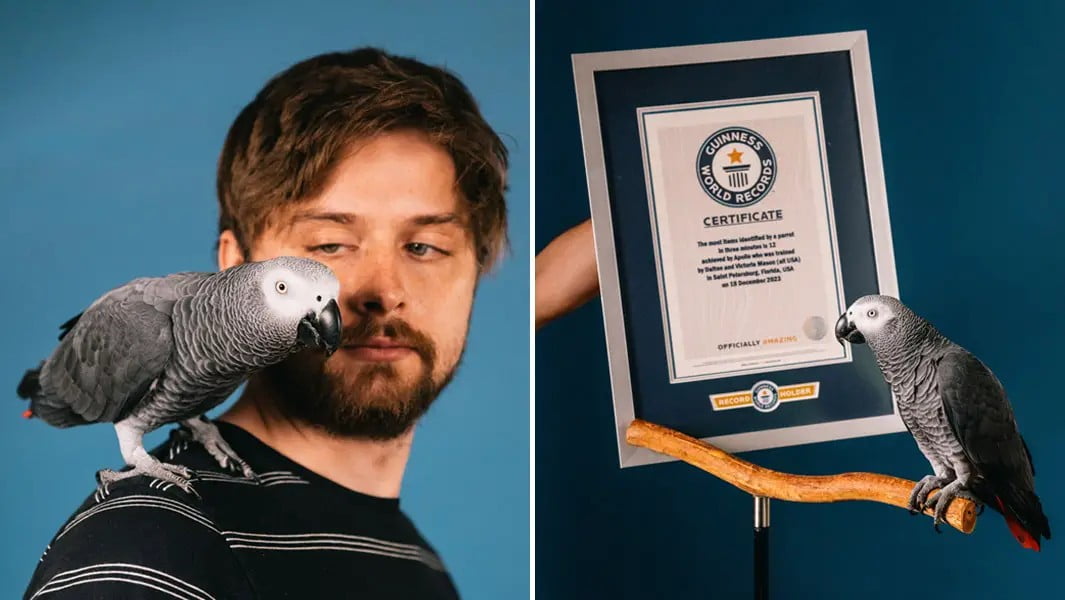 Meet Apollo The Record Breaking Parrot With his extraordinary Naming Skill