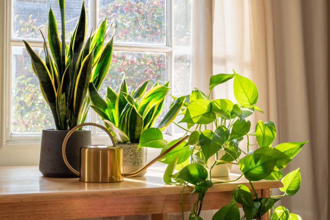 Hi Karachiites These 7 plants at your home can change your environment