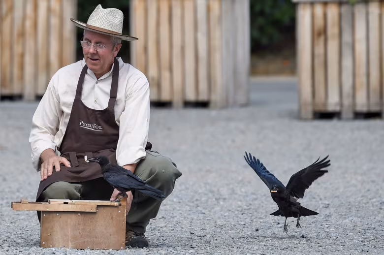 Crows Trained to Combat Litter at French Theme Park Puy du Fou