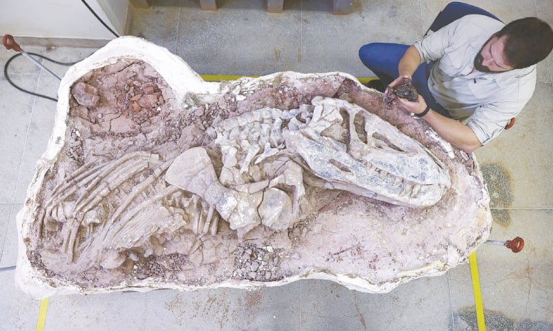 New Reptile Fossil Found in Brazil Helps Us to Understand Dinosaurs