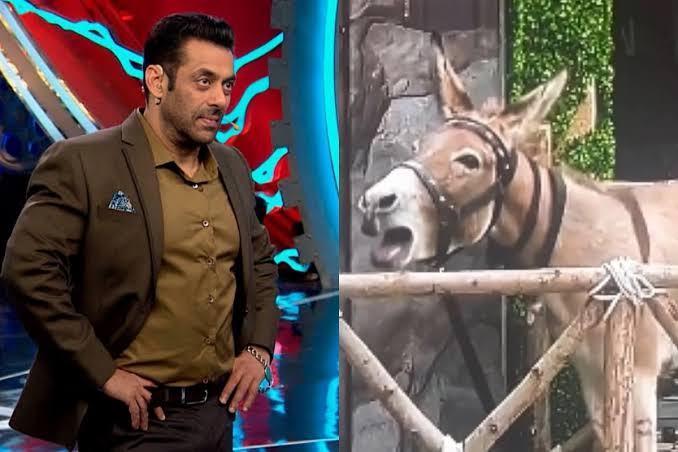 Donkey in Bigg Boss 18 - PETA Urges Salman Khan for Animal Compassion