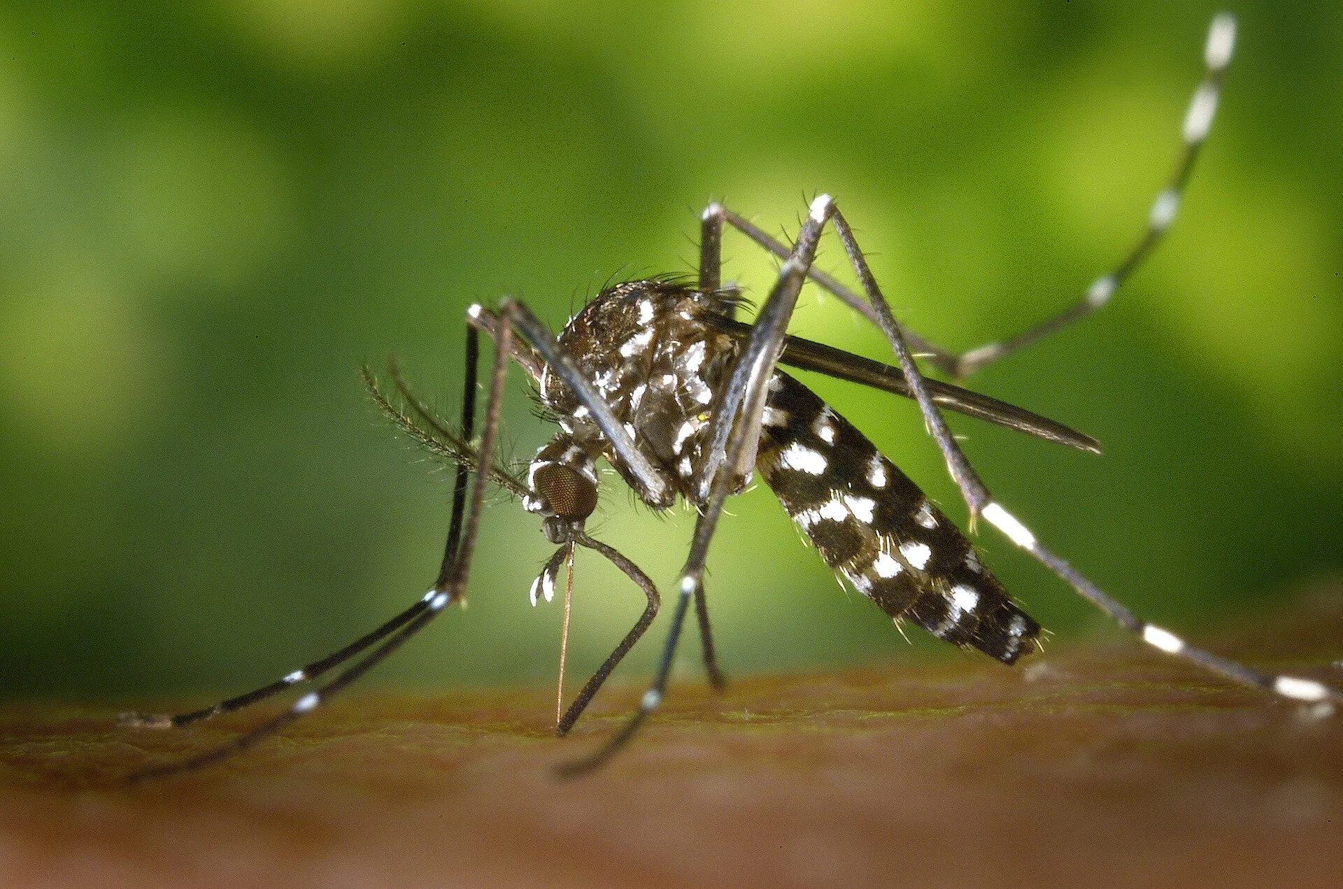Rising Dengue Case - Prompt Emergency Declared in Rawalpindi