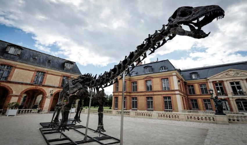 22 Metre Dinosaur Skeleton Sold for $6.4M at Paris Auction