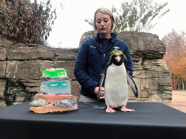 Best Friend - World's Oldest Penguin Turns 40: SeaWorld San Diego Celebrates