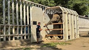 From Loneliness to Family - A Happy Life of Madhubala the Elephant