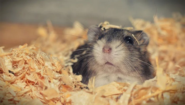 Hamsters Ground Flight for Four Days at Portuguese Airport