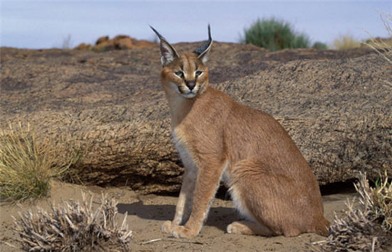 Kirthar National Park-Karachi's Environmental Defense Line Under Threat