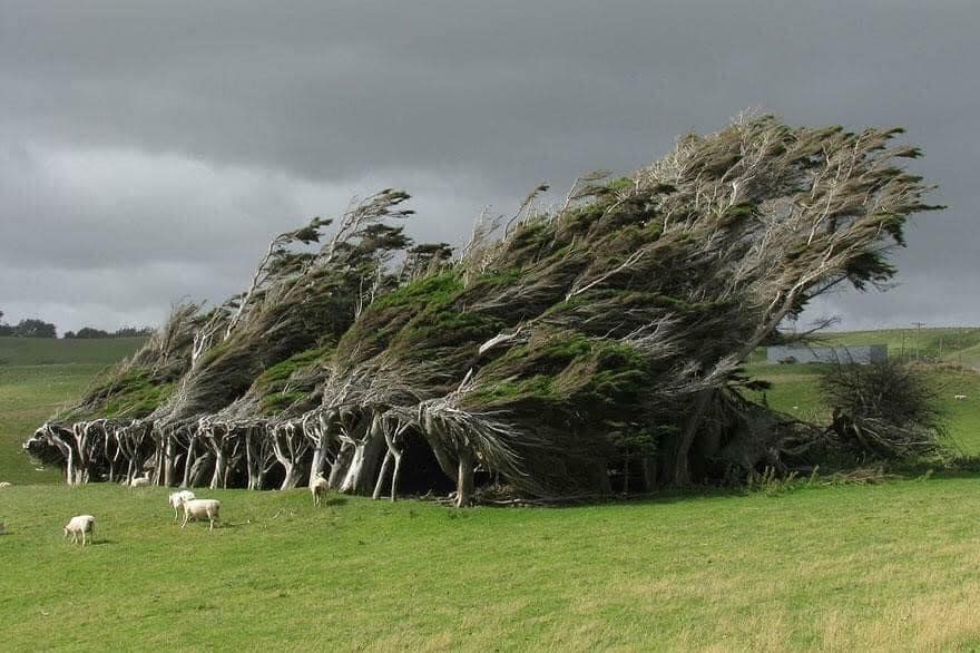 Trees, Stewards of the Earth – The Beautiful and Amazing World of Trees