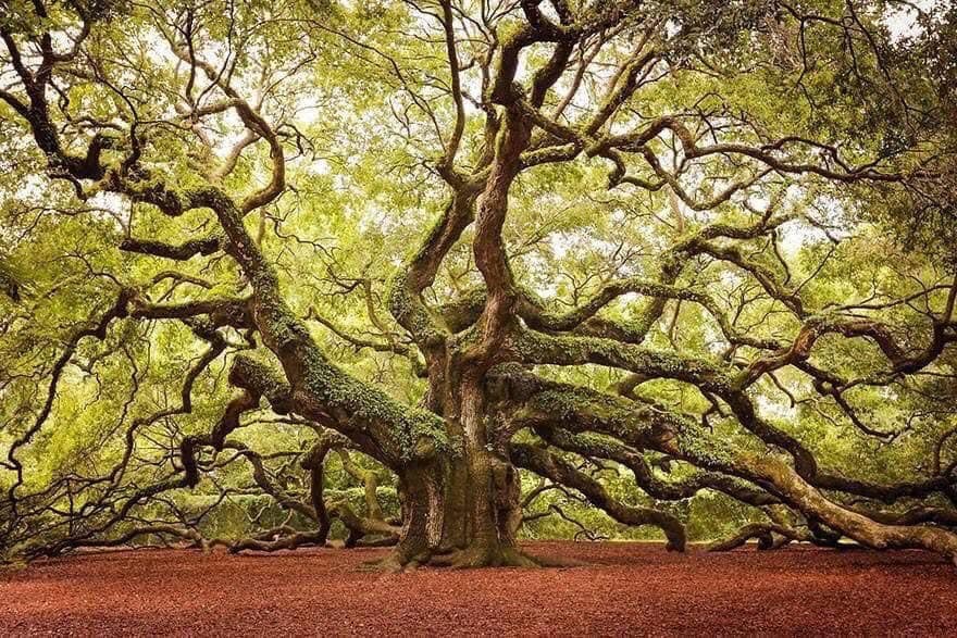 Trees, Stewards of the Earth – The Beautiful and Amazing World of Trees