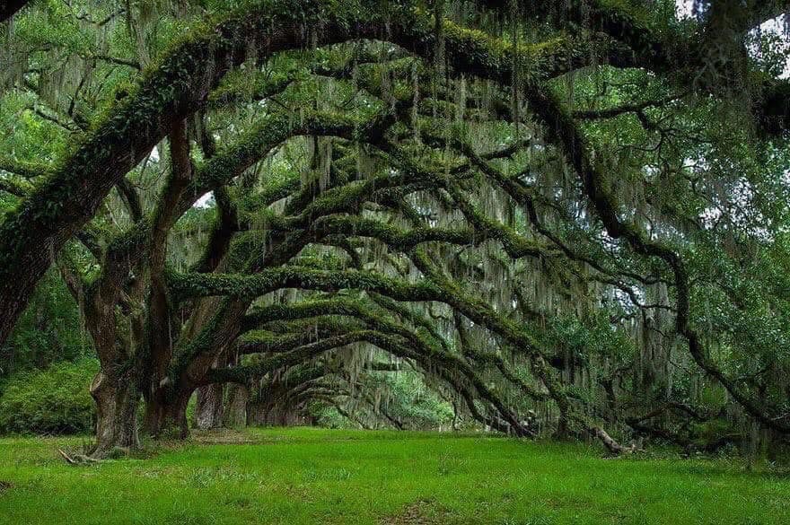 Trees, Stewards of the Earth – The Beautiful and Amazing World of Trees