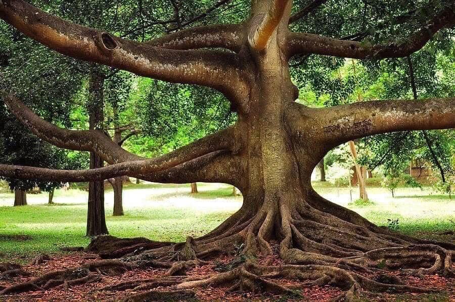 Trees, Stewards of the Earth – The Beautiful and Amazing World of Trees