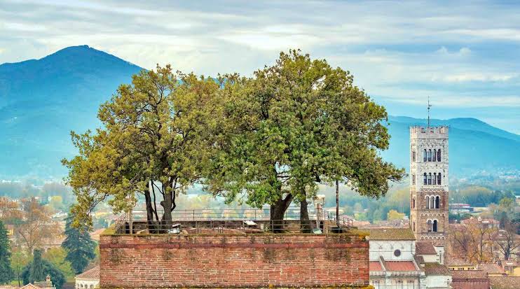 Torri di Lucca-Italy's Towering Marvels with a Unique Twist 3 Torri di Lucca-Italy's Towering Marvels with a Unique Twist