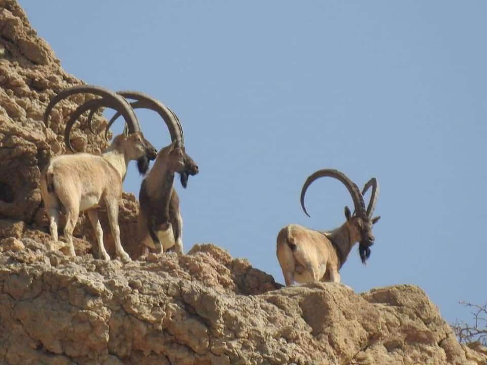 Kirthar National Park-Karachi's Environmental Defense Line Under Threat