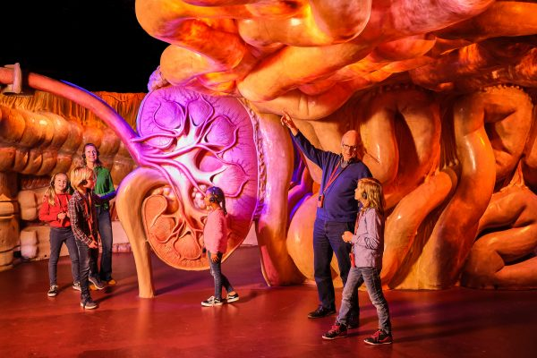 Corpus Museum - Explore the Wonders of the Human Body 5 Corpus Museum - Explore the Wonders of the Human Body