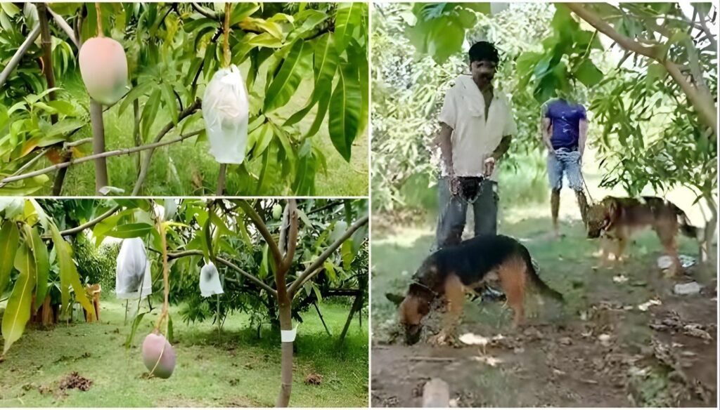 Four Guards , Six Dogs to Prevent Theft of two Mango Trees 1 Four Guards , Six Dogs to Prevent Theft of two Mango Trees