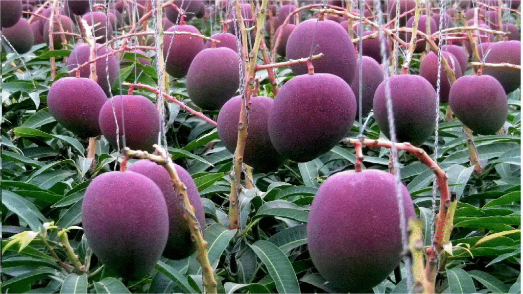 Mango at Rs 300,000/Kilo! World's Priciest Mango Now Grown in Malir, Karachi! 2 Mango at Rs 300,000/Kilo! World's Priciest Mango Now Grown in Malir, Karachi!