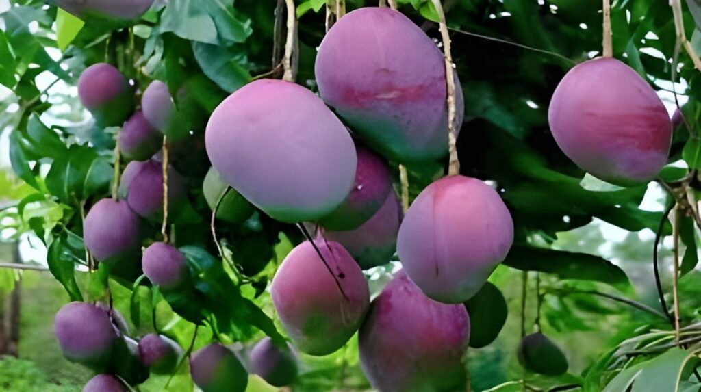 Malir's Ghulam Hussain Noorani Puts Pakistan on Mango Map with World's Costliest Fruit 1 Malir's Ghulam Hussain Noorani Puts Pakistan on Mango Map with World's Costliest Fruit