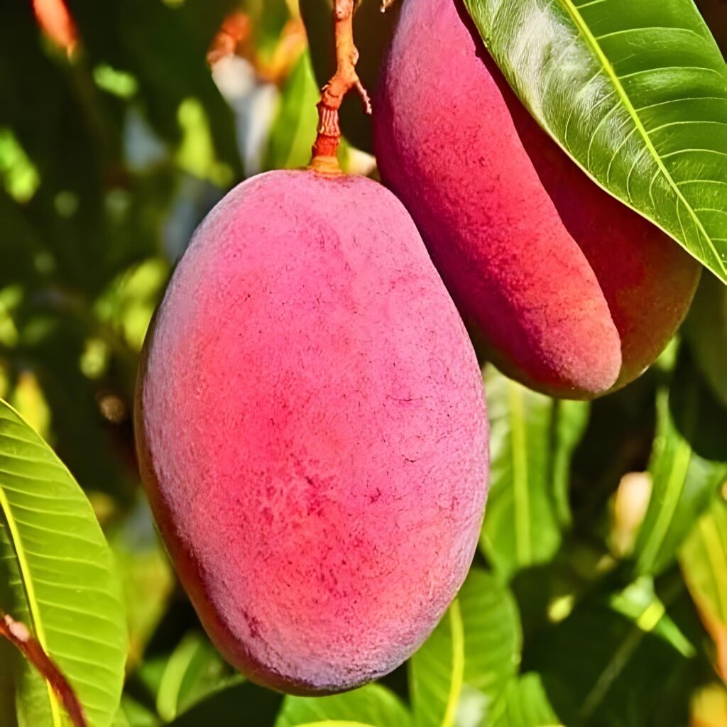 Malir's Ghulam Hussain Noorani Puts Pakistan on Mango Map with World's Costliest Fruit 3 Malir's Ghulam Hussain Noorani Puts Pakistan on Mango Map with World's Costliest Fruit