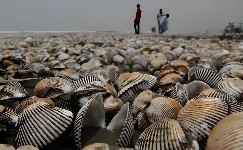 Karachi's Coastal Treasure! Sea spills out colorful shells —