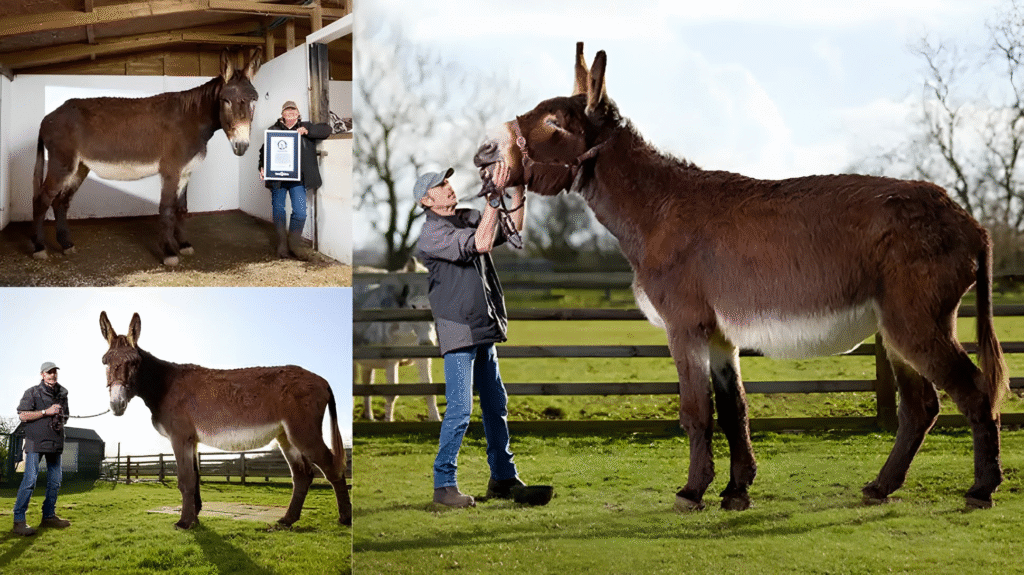 Meet Derrick & Bambou- UK Donkeys Stole the Guinness Spotlight!